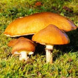 Kako sačuvati ulje do sutra i za zimu